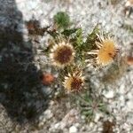 Carlina vulgaris花