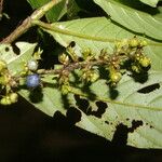 Bertiera bracteosa Leaf