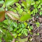 Viburnum rufidulum Blad