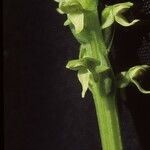 Platanthera aquilonis Цветок