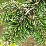 Abies nordmanniana List