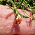 Helianthemum violaceum Flower