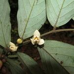 Polyceratocarpus parviflorus Flower
