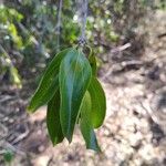 Strychnos madagascariensis Fuelha