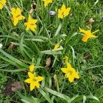 Tulipa sylvestris Агульны выгляд