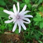 Podospermum purpureum Blüte