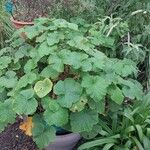 Pelargonium papilionaceum Habitatea