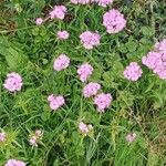 Dianthus barbatus موطن