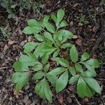 Paeonia broteroiLeaf