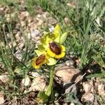 Ophrys lutea Bloem