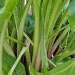 Zantedeschia aethiopica Bark