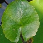 Nymphaea nouchali Leaf