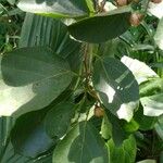 Cordia dichotoma Leaf