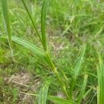 Scirpus atrovirens Ekosanga