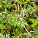 Lavandula multifida Blatt