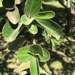Strychnos madagascariensis Foglia