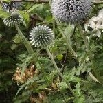 Echinops exaltatus 花