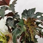 Begonia aconitifolia ᱥᱟᱠᱟᱢ