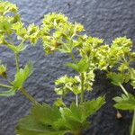 Alchemilla glabra Цветок