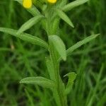 Erysimum cheiranthoides Leaf