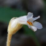 Orobanche uniflora Flower