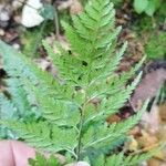 Asplenium onopteris Leaf