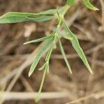 Gypsophila capillaris Leaf