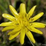 Ranunculus californicus Цветок