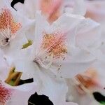 Rhododendron maximum Blomma