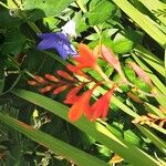 Crocosmia x crocosmiiflora