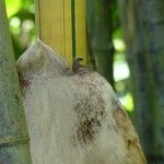 Bambusa vulgaris Кора