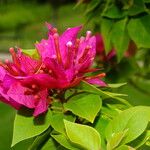 Bougainvillea glabra Flower