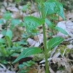 Mercurialis perennis Hábito