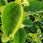 Hibiscus flavifolius Leaf