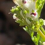Fumaria parviflora Fleur