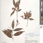 Ixora mangabensis Other