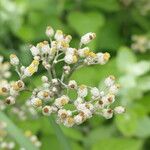 Helichrysum panduratum