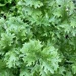 Brassica juncea पत्ता