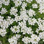 Arabis caucasica Λουλούδι
