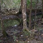 Bruguiera gymnorhiza Écorce