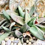 Gasteria carinata Habit