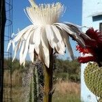 Peniocereus greggii Blüte