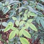 Rosa cymosa Leaf