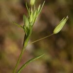 Sabulina tenuifolia Çiçek