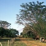 Ficus virens Habit