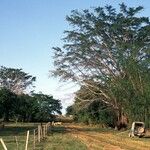 Ficus virens Habitat