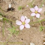 Minuartia geniculata Outro