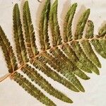 Polystichum acrostichoides ഇല