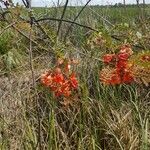 Sesbania punicea 整株植物