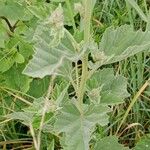 Althaea officinalis Blatt